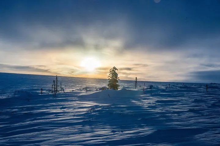 Low winter sun over wind-sculpted snow and a lone spruce on the tundra along the Dalton Highway