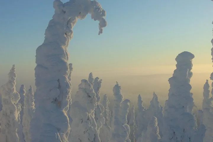 Snow-plastered spruce along the ridge road with a hazy winter horizon