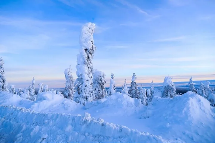 Snow-plastered spruce on open tundra under a clear blue winter sky