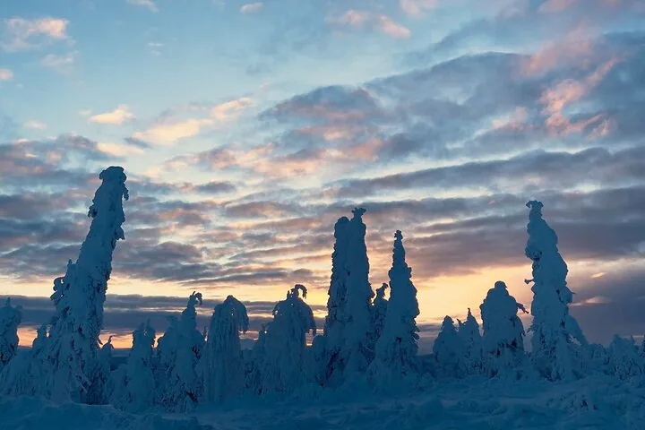 Snow-covered spruce silhouetted against a winter sunset along the route