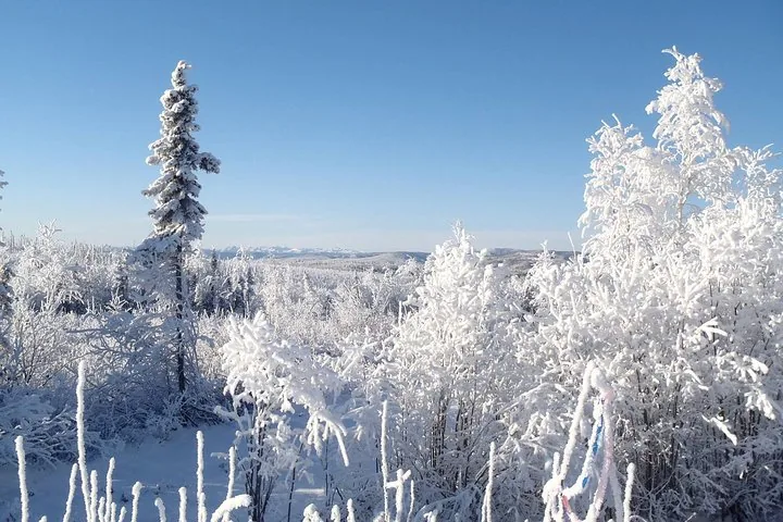 Hoarfrost-covered spruce and birch beside the highway with hills on the horizon