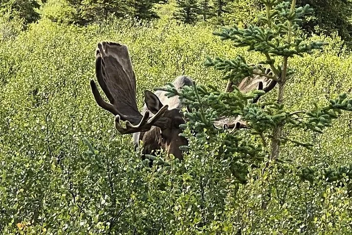 Bull moose with full antlers in the willows beside the highway